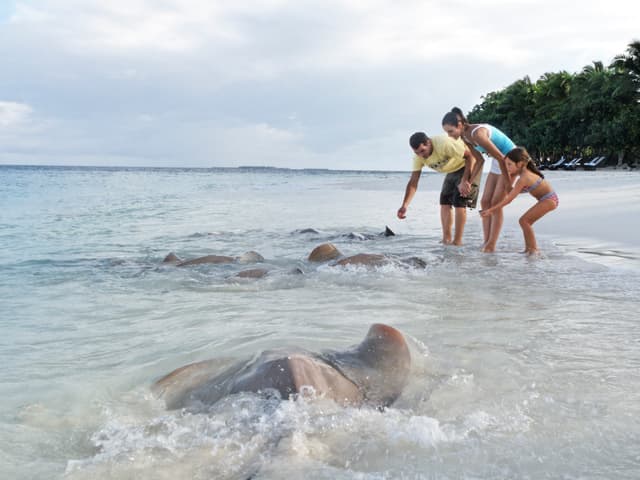 Stingrays Feeding